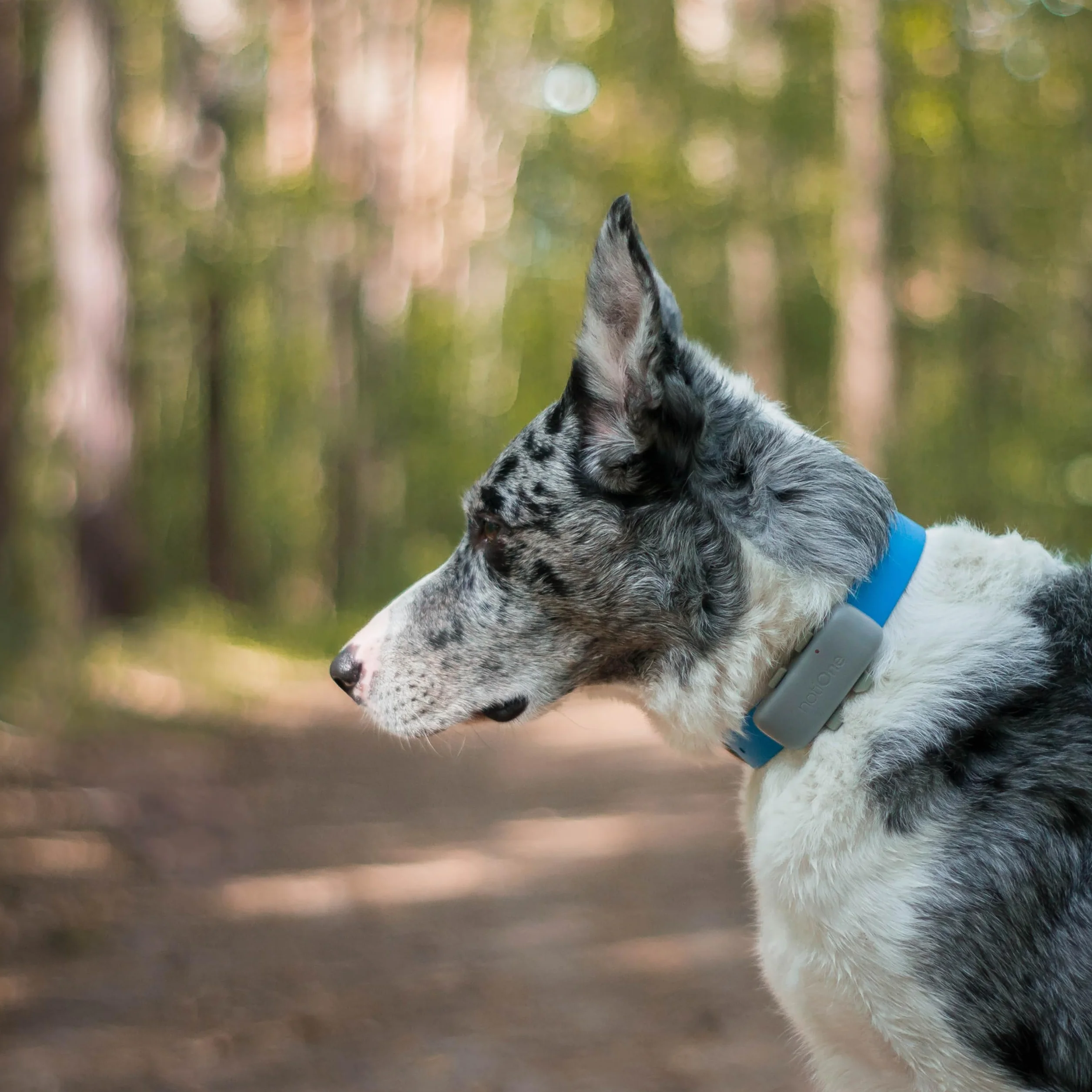 Localizzatore GPS per cani BASIC senza abbonamento | Mini localizzatore impermeabile per cani e gatti | Collare GPS cane - Funziona in un paese europeo a scelta
